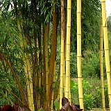Phyllostachys vivax Aureocaulis5